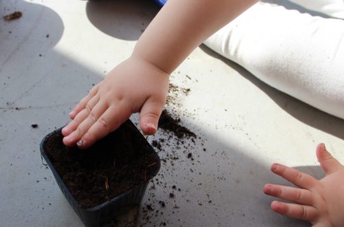 recouvrir les graines